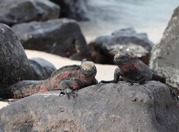 Iguanas marinas sobre roca volcánica