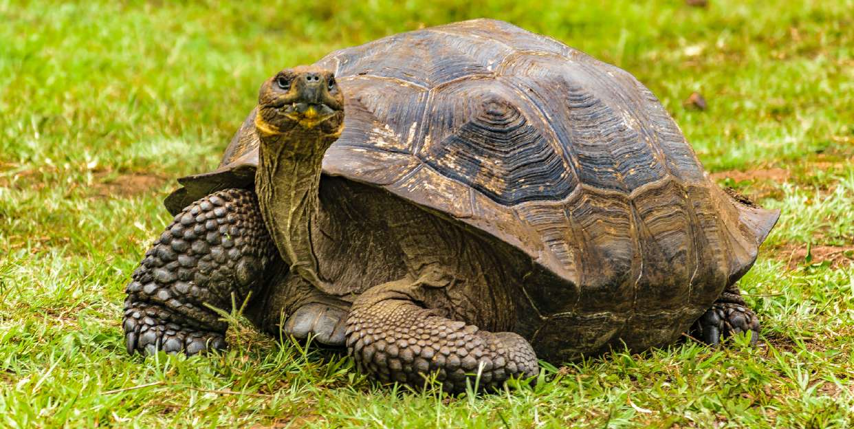 Tortuga gigante en la parte alta de Isla Santa Cruz