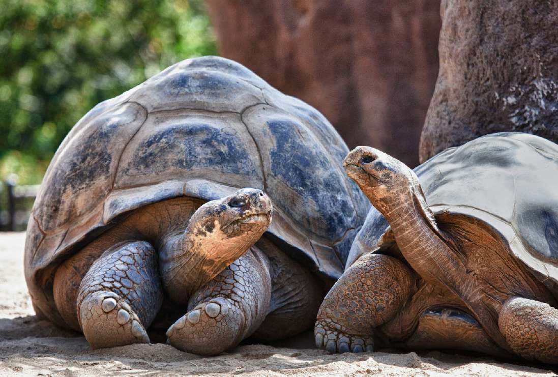 Dos tortugas gigantes de Galápagos frente a frente