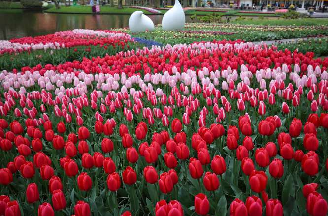 Jardines de tulipanes de Keukenhof