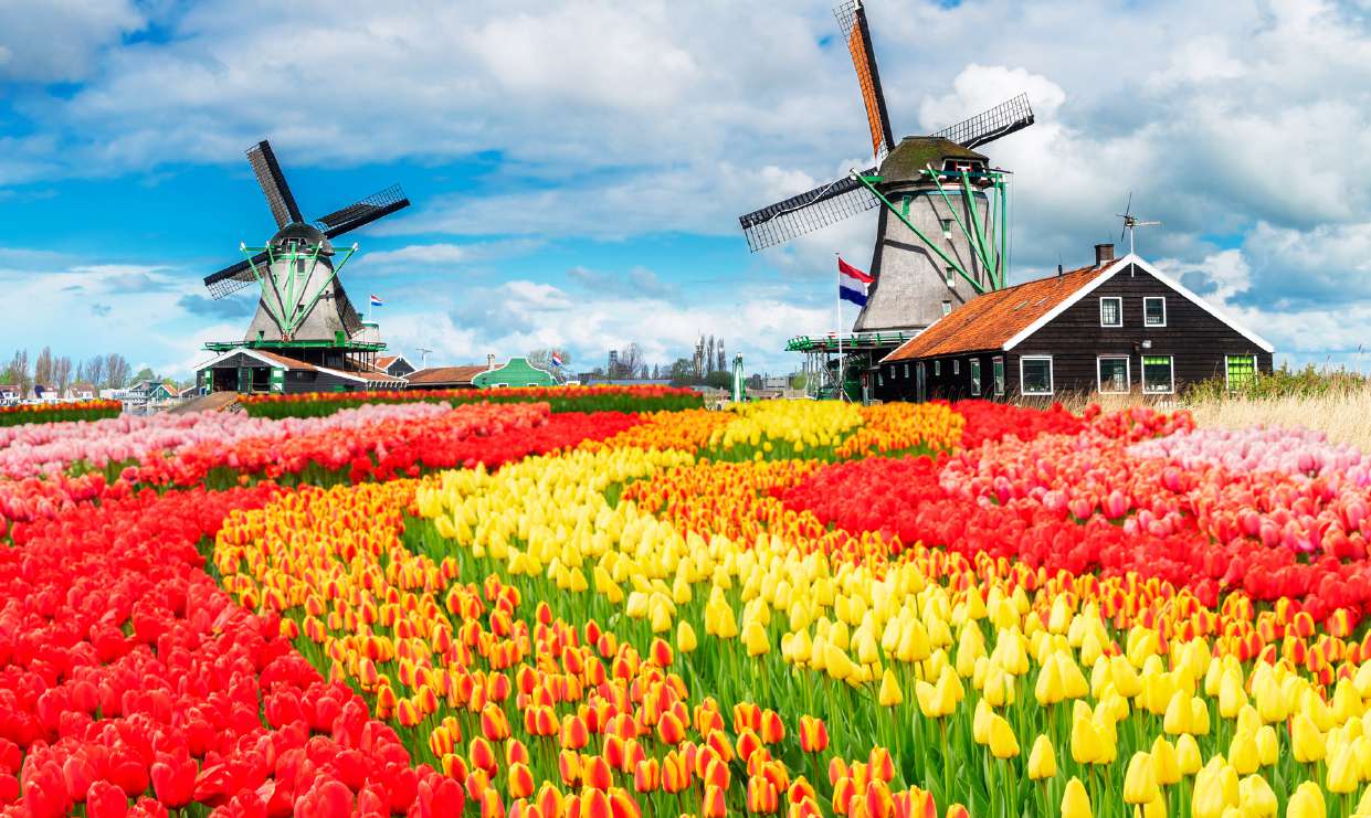Molinos de viento junto a campos de tulipanes en Holanda